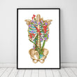 Laden Sie das Bild in den Galerie-Viewer, Rib cage anatomy