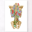Load image into Gallery viewer, Back skeleton - Floral - White
