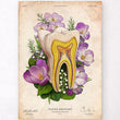 Laden Sie das Bild in den Galerie-Viewer, Tooth anatomy