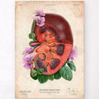 Load image into Gallery viewer, Kidney anatomy poster