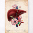Load image into Gallery viewer, Liver anatomy poster
