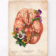Laden Sie das Bild in den Galerie-Viewer, Brain anatomy