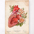 Laden Sie das Bild in den Galerie-Viewer, Vintage heart anatomy poster