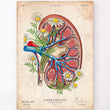 Load image into Gallery viewer, Kidney anatomy poster