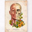 Load image into Gallery viewer, Facial muscles anatomy poster