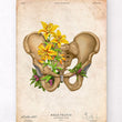 Load image into Gallery viewer, Male pelvis anterior view