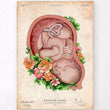 Laden Sie das Bild in den Galerie-Viewer, Fetus in a womb anatomy