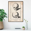 Laden Sie das Bild in den Galerie-Viewer, Human skull print by Codex Anatomicus in a frame