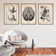 Laden Sie das Bild in den Galerie-Viewer, Vintage anatomy poster