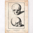 Laden Sie das Bild in den Galerie-Viewer, Skull art print