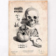 Laden Sie das Bild in den Galerie-Viewer, Anatomical skull poster