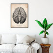 Laden Sie das Bild in den Galerie-Viewer, Anatomical brain poster