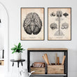 Laden Sie das Bild in den Galerie-Viewer, Brain anatomy poster