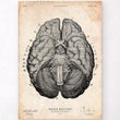 Laden Sie das Bild in den Galerie-Viewer, Brain anatomy art