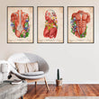Load image into Gallery viewer, Muscles anatomy art prints