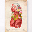 Load image into Gallery viewer, Vintage muscles anatomy print