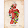 Laden Sie das Bild in den Galerie-Viewer, Vintage back muscles anatomy