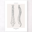 Charger l'image dans la galerie, Spine anatomy line art