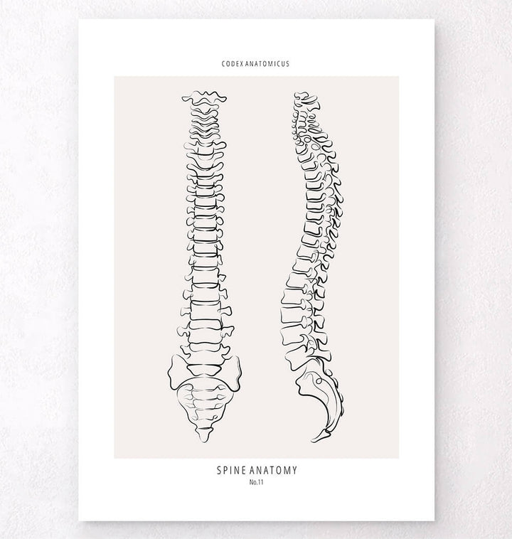 Spine anatomy line art