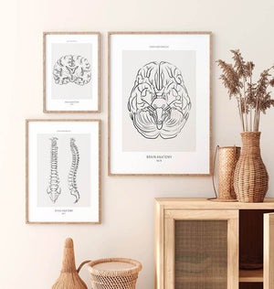 Brain anatomy art