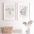 Charger l'image dans la galerie, Uterus line art