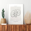 Load image into Gallery viewer, Kidneys anatomy poster
