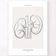 Load image into Gallery viewer, Kidneys anatomy