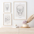 Load image into Gallery viewer, Anatomical skull art print by codex anatomicus