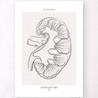 Charger l'image dans la galerie, Kidney anatomy art