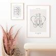 Load image into Gallery viewer, Male pelvis anatomy poster by codex anatomicus