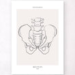 Load image into Gallery viewer, Male pelvic bone anatomy