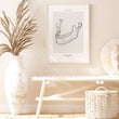 Laden Sie das Bild in den Galerie-Viewer, Dental anatomy art