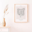 Charger l'image dans la galerie, Intestines anatomy