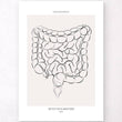 Charger l'image dans la galerie, Guts anatomy poster