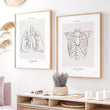Laden Sie das Bild in den Galerie-Viewer, Ribcage anatomy art