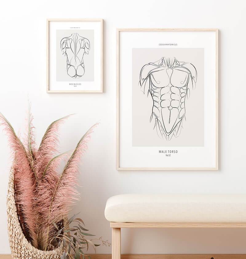 Torso Muscles Anatomy Art Print Codex Anatomicus 0904