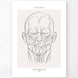 Laden Sie das Bild in den Galerie-Viewer, Face muscles anatomy poster