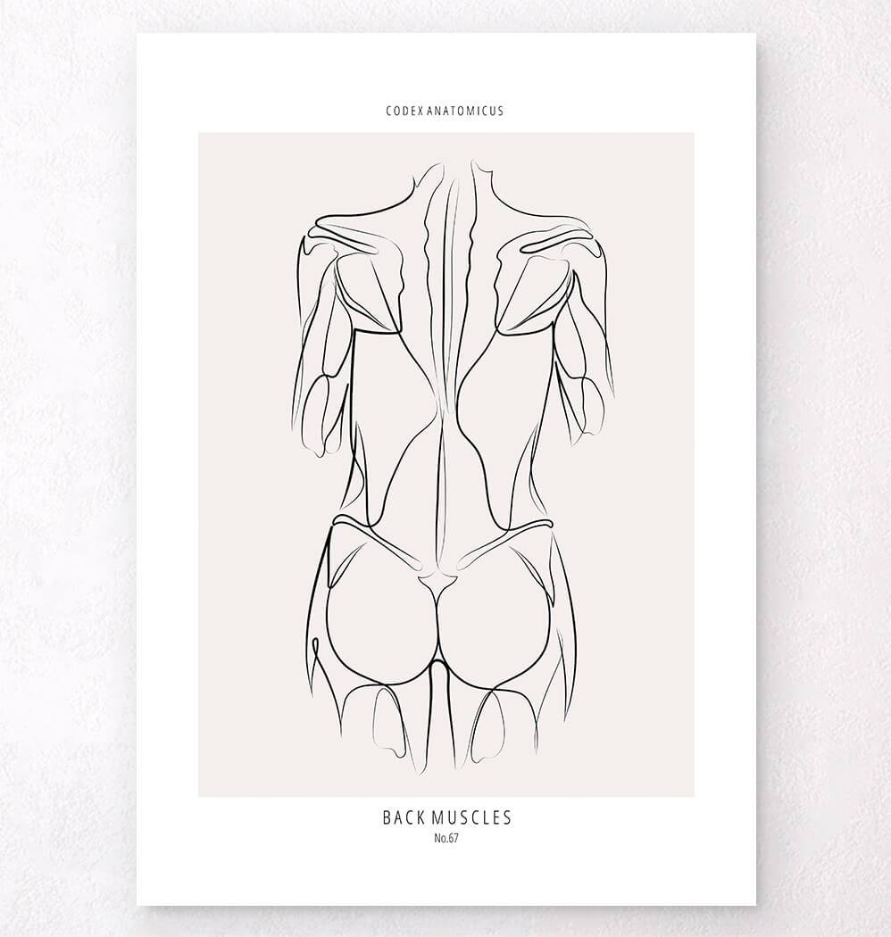 Back Muscles Art Print Codex Anatomicus 0550