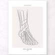 Laden Sie das Bild in den Galerie-Viewer, Ankle anatomy poster