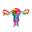 Load image into Gallery viewer, Uterus anatomy sticker