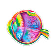 Load image into Gallery viewer, Eye anatomy sticker