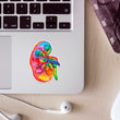 Load image into Gallery viewer, Kidney anatomy sticker