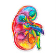 Load image into Gallery viewer, Kidney sticker