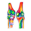 Load image into Gallery viewer, Knees anatomy sticker