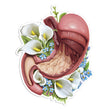 Load image into Gallery viewer, Stomach sticker