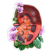 Load image into Gallery viewer, Kidney sticker