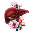 Load image into Gallery viewer, Liver sticker