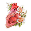 Load image into Gallery viewer, Anatomical heart sticker