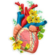 Load image into Gallery viewer, Anatomical heart sticker