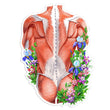 Load image into Gallery viewer, Back muscles sticker